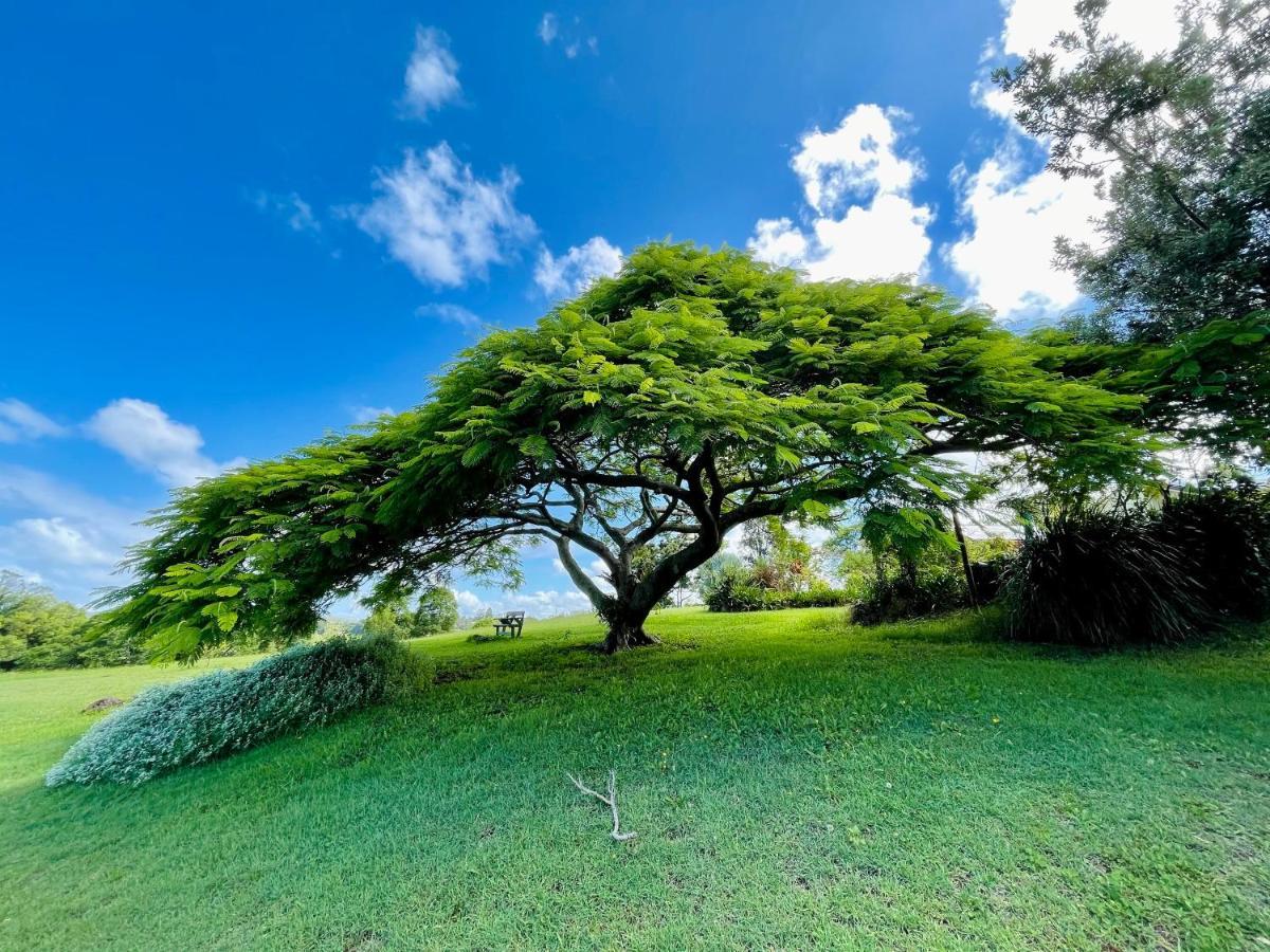 キングスクリフ Tropical Coast Retreat - Pet Friendly - Adult Onlyゲストハウス エクステリア 写真