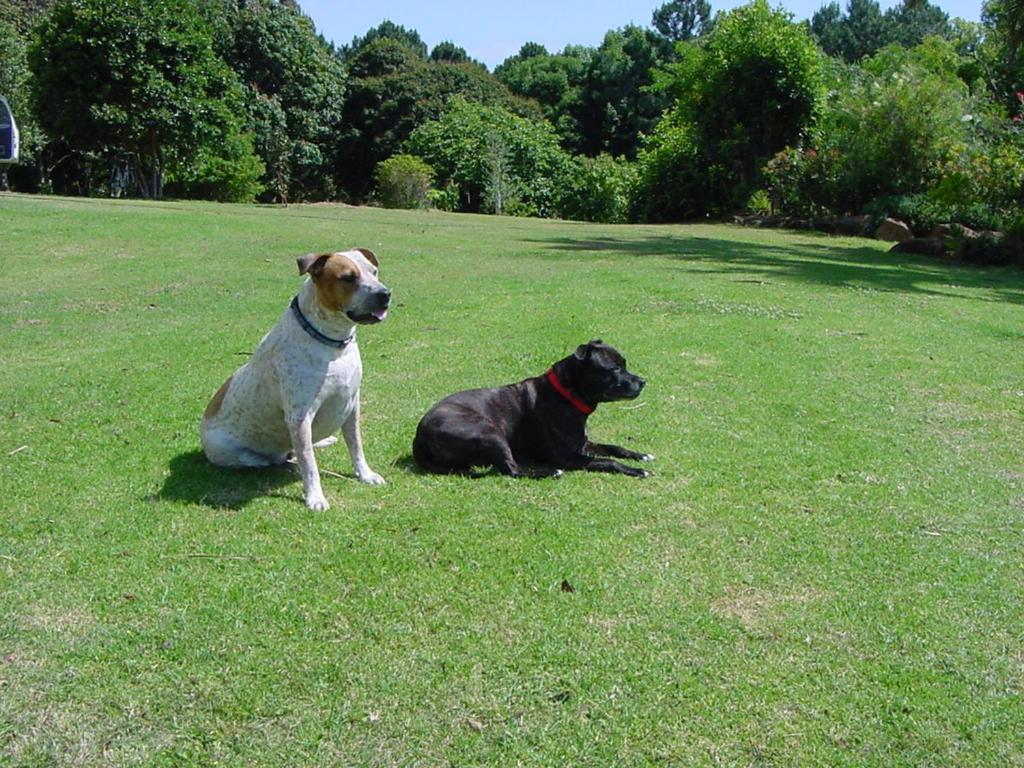 キングスクリフ Tropical Coast Retreat - Pet Friendly - Adult Onlyゲストハウス エクステリア 写真