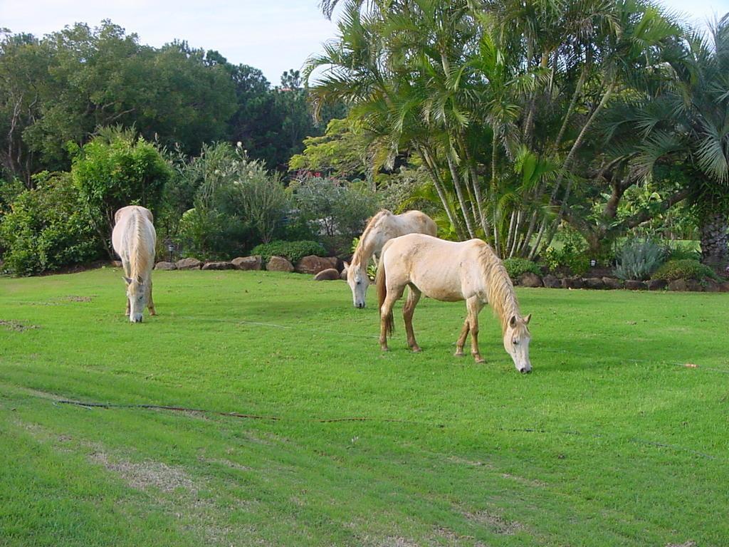 キングスクリフ Tropical Coast Retreat - Pet Friendly - Adult Onlyゲストハウス エクステリア 写真
