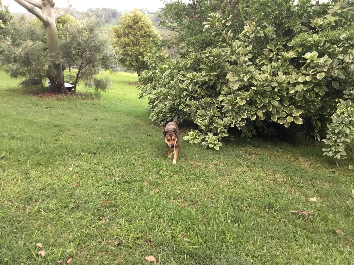 キングスクリフ Tropical Coast Retreat - Pet Friendly - Adult Onlyゲストハウス エクステリア 写真